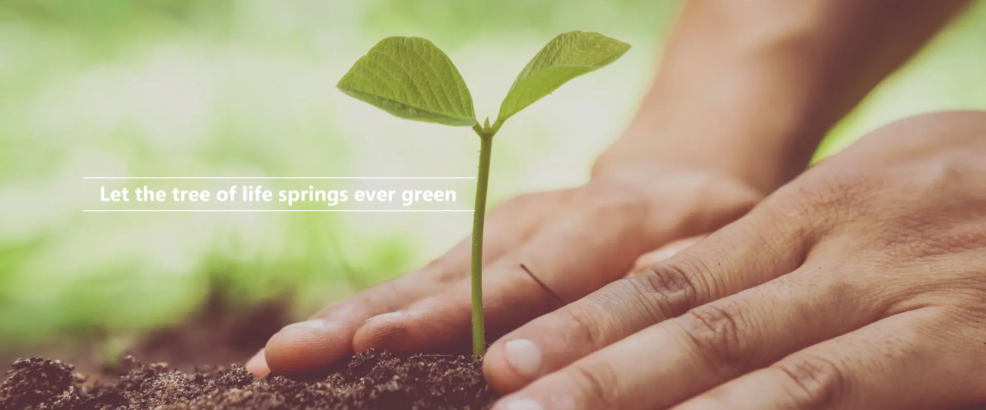Naj drevo življenja pomladi vedno zeleno